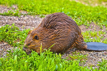 Orlando beaver image