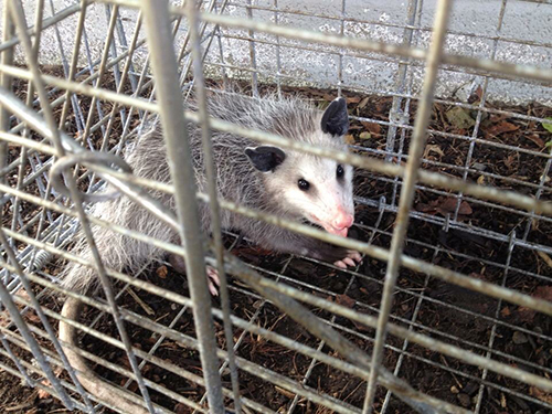 opossum trapping